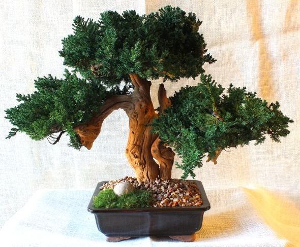 Triple Bonsai Sandblasted - Click Image to Close